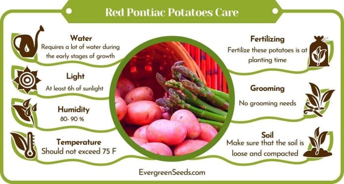 Red Pontiac Potatoes Care Infographic