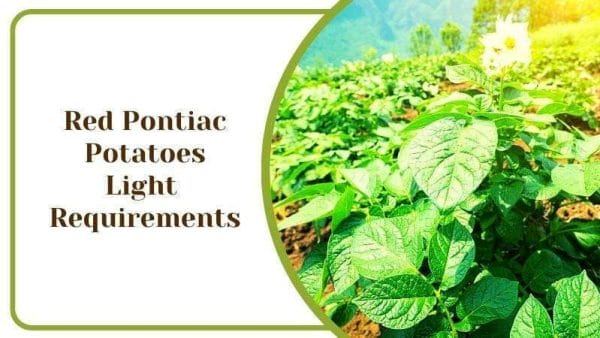 Red Pontiac Potatoes Light Requirements
