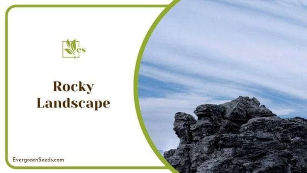 Rocky Landscape for an Arid Garden