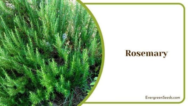 Rosemary plant Yarrow Companion Plants for the Garden