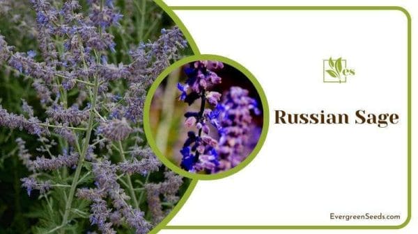 Russian Sage Perennial Plant That Look Like Rosemary