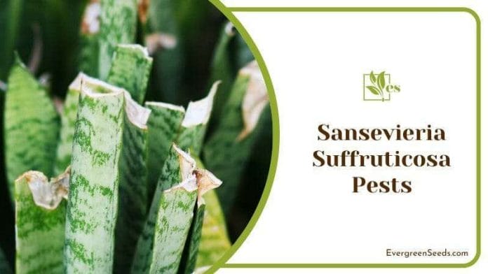 Sansevieria Suffruticosa Green Plant