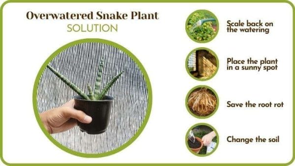 Saving Overwatered Snake Plant