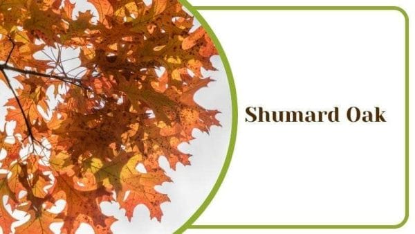 Shumard Oak Tree