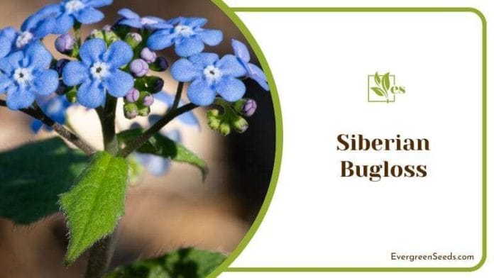 Siberian Bugloss (Brunnera Macrophylla)