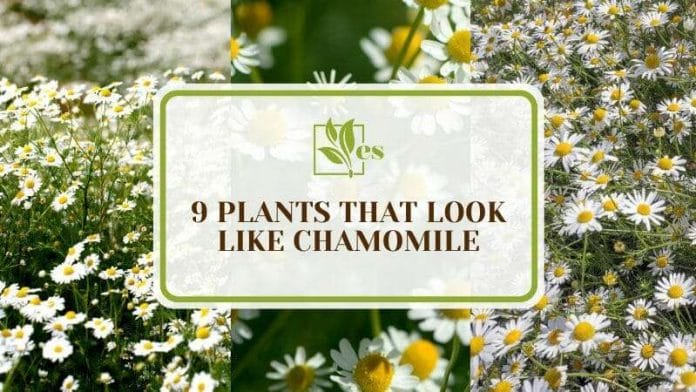 Similar Flowers _ Plants That Look Like Chamomile