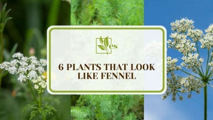 Six Plants That Look Like Fennel