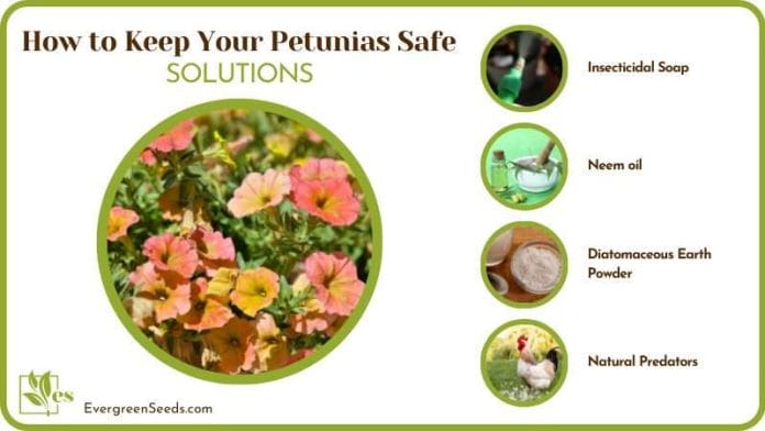 Solution How To Keep Your Petunias Safe