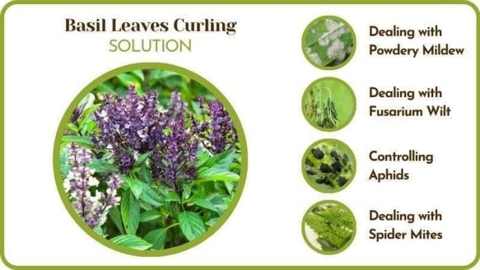 Solutions for Basil Leaves Curling