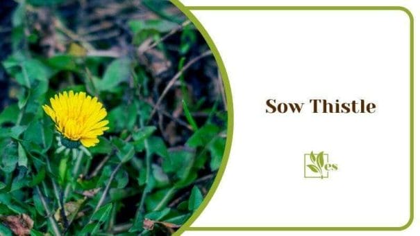 Sow Thistle a Nutritious Edible Weed Yellow Flower and Green Plants