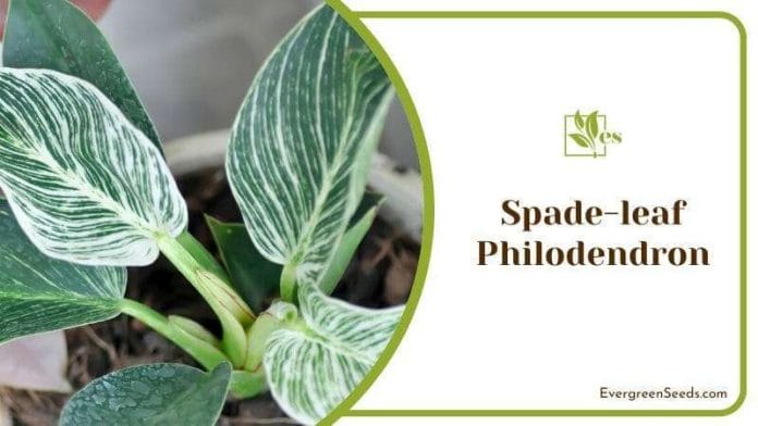 Spade-leaf Philodendron