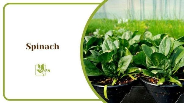 Spinach Plant In Pots Big Green Leaves Arugula Companion Plants