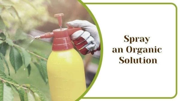 Spray an Organic Solution