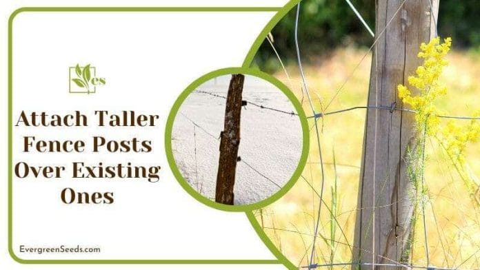 Taller Fence Posts