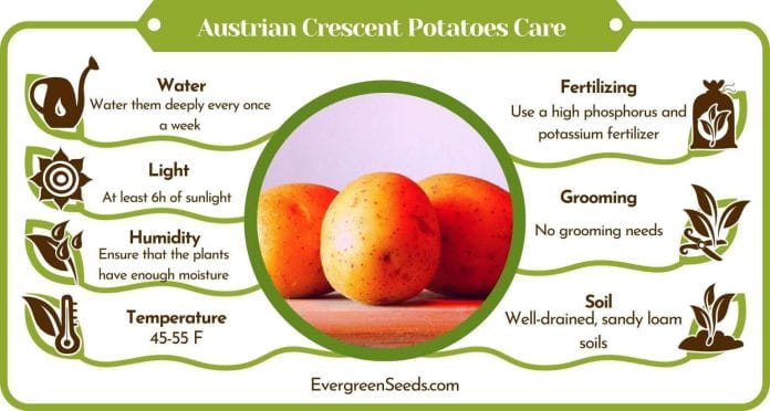 The Austrian Crescent Potatoes Care Care Infographic