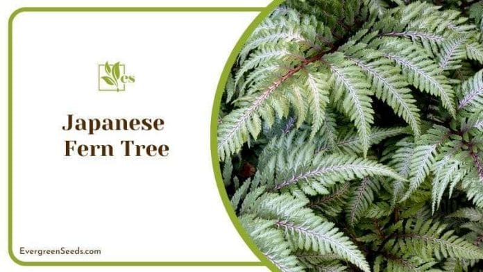 The Elegant Japanese Fern Tree
