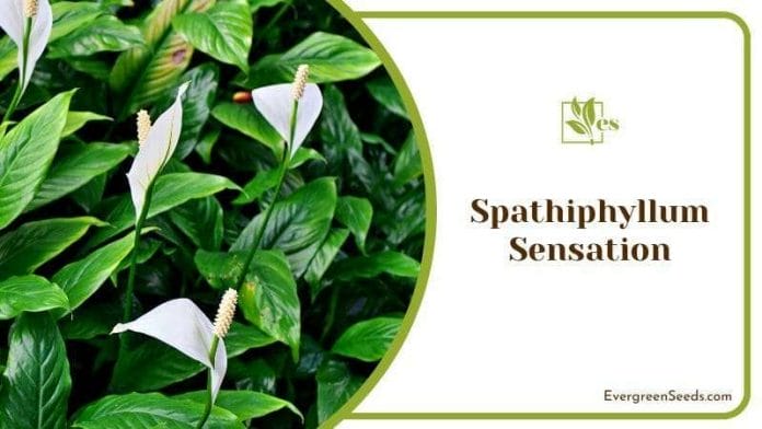 The Sensational Spathiphyllum Plant