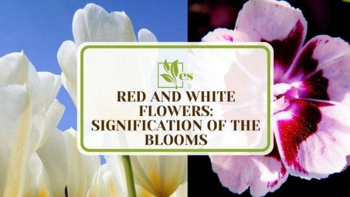 The Significance of Red and White Flowers