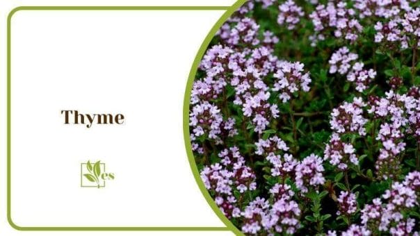 Thyme Flowers Arugula Companion Plants Anti Insect Plant