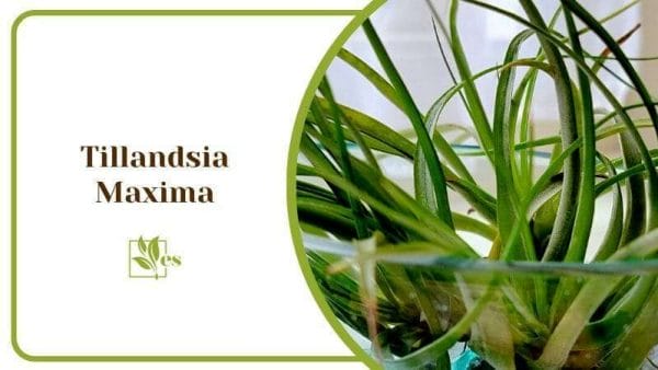 Tillandsia Maxima Maxima Crested Form Cluster Ionantha Cristata Flower and Plant