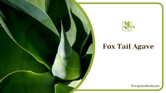 Top view of Fox Tail Agave Plant