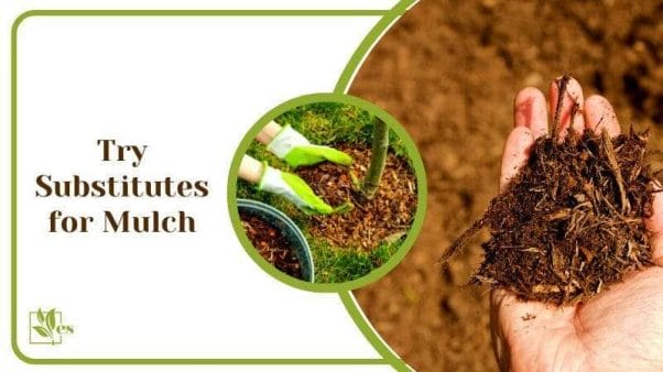 Try Substitutes for Mulch Arizona Backyard Ideas on a Budget