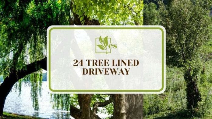Types of Beautiful Trees to Liven up Your Driveways