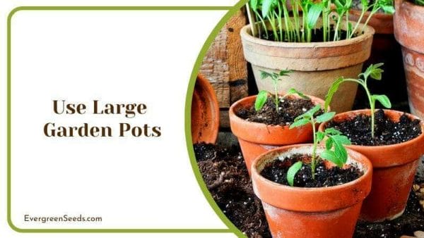 Use Large Garden Pots Garden Hacks and Tricks