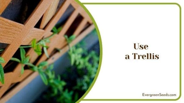 Use a Trellis Patio and Landscaping Reveal