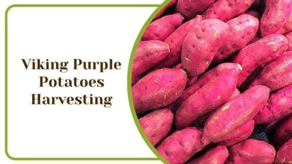 Viking Purple Potatoes Harvesting