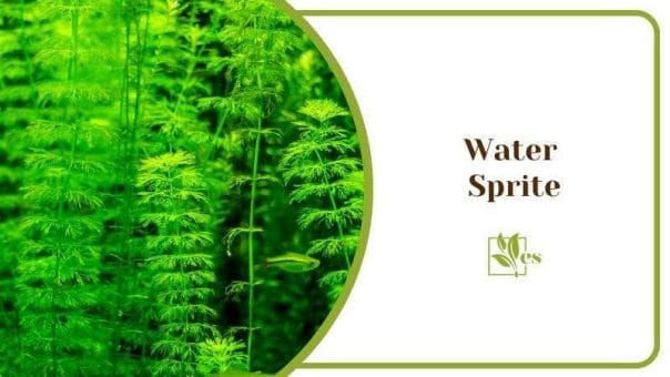 Water Sprite Plants Underwater Growth Green Scenery