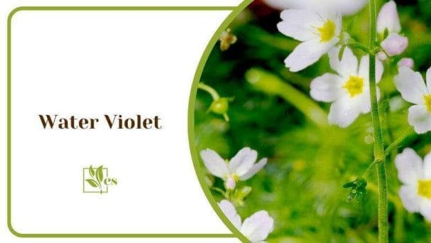 Water Violet Plant that Grows in The Rivers and Ponds