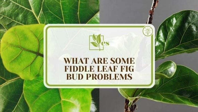 What Are Some Fiddle Leaf Fig Bud Problems