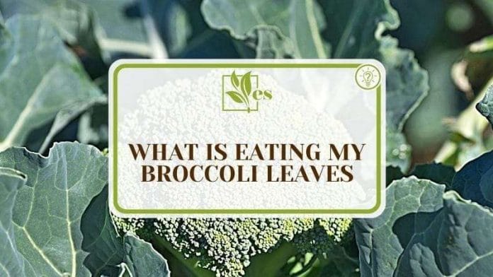 What Eats My Broccoli Leaves