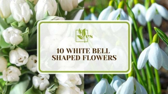 White Bell Shaped Flowers for a Beautiful Garden