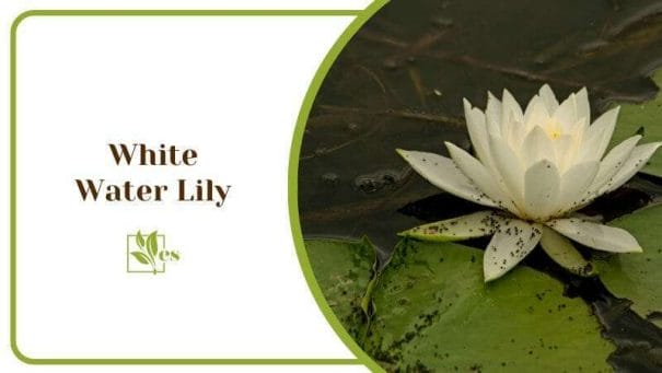White Water Lily Water Flower Frogs Resting Plant