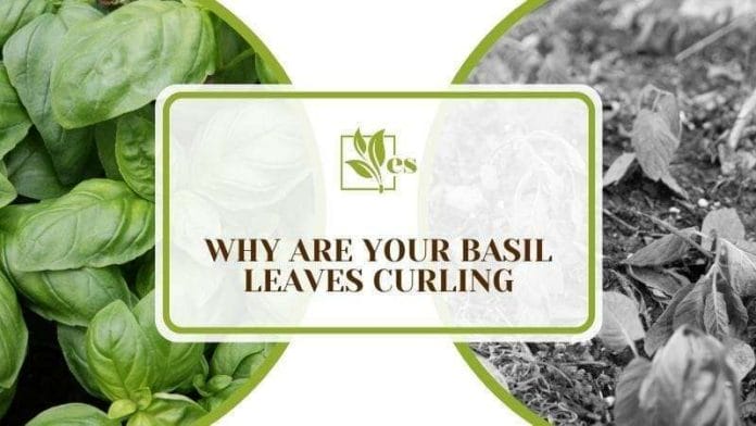 Why Are Your Basil Leaves Curling