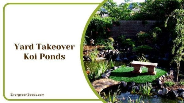 Yard Takeover Koi Ponds With Surrounding Nature Outdoor Pool and Fishes