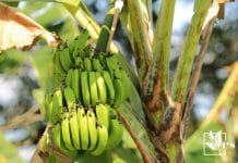 prevent banana plant from overwatering