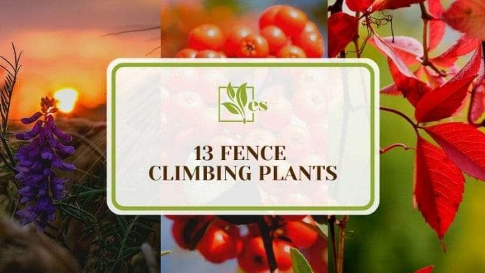 13 Fence Climbing Plants