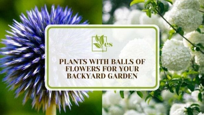 13 Plants with Balls of Flowers for Your Backyard Garden