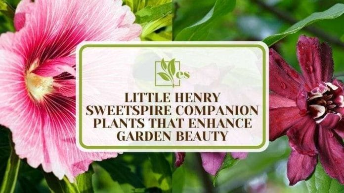 14 Little Henry Sweetspire Companion Plants That Enhance Garden Beauty