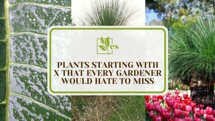 14 Plants Starting With X That Every Gardener Would Hate To Miss (1)
