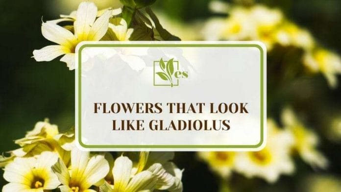 18 Flowers That Look Like Gladiolus