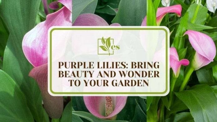 18 Purple Lilies Bring Beauty and Wonder to Your Garden