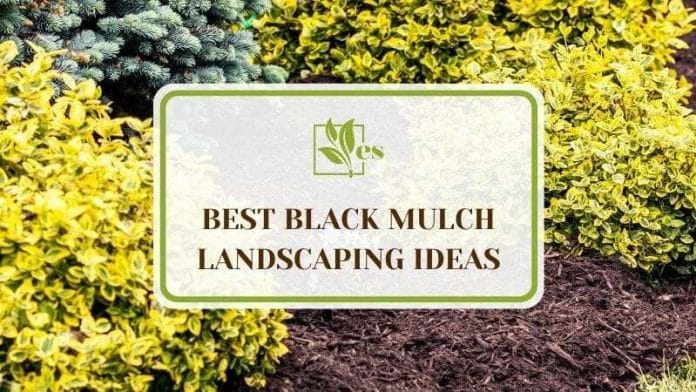 23 Best Black Mulch Landscaping Ideas