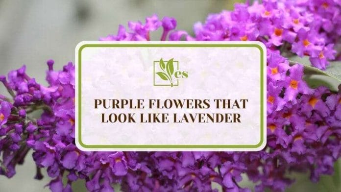 25 Purple Flowers That Look Like Lavender