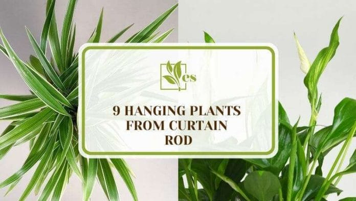 9 Hanging Plants From Curtain Rod