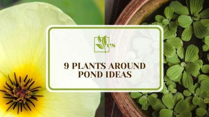 9 Plants Around Pond Ideas