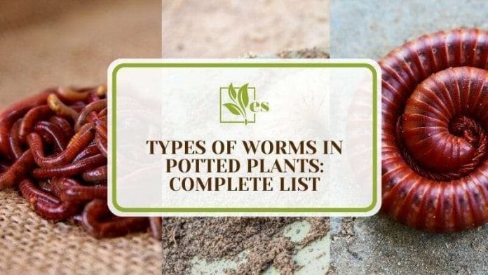 9 Types of Worms in Potted Plants Complete List
